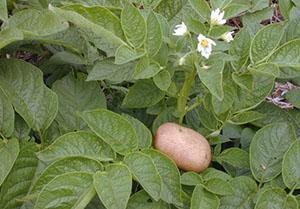 La floraison de la pomme de terre n'affecte pas le rendement