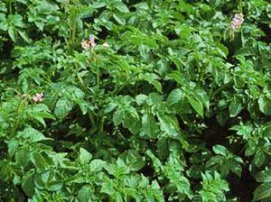 Le début de la floraison des pommes de terre