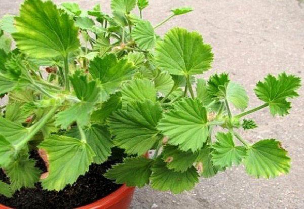 le pélargonium ne fleurit pas