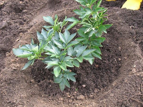 plantando un arbusto joven