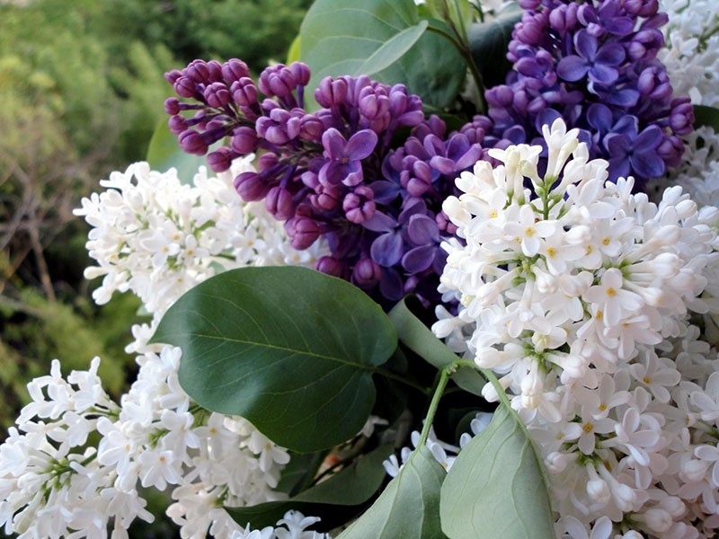 esquemas de poda de arbustos lilas