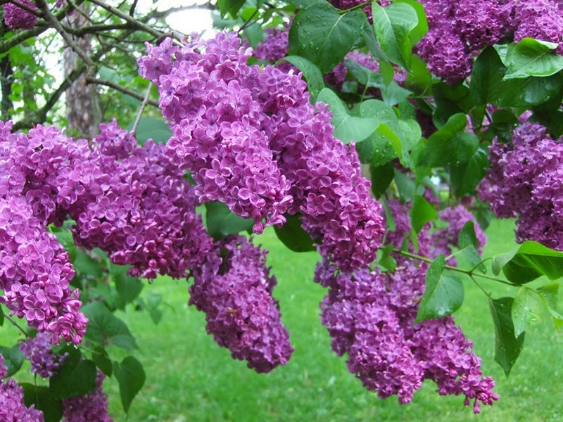 fleurs de lilas dans le jardin