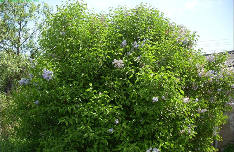 pourquoi le lilas ne fleurit pas