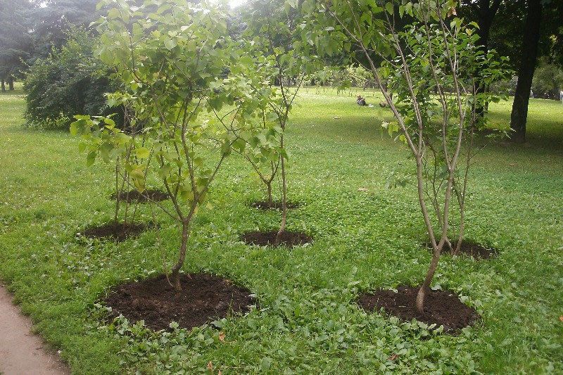 sitio de plantación de lilas