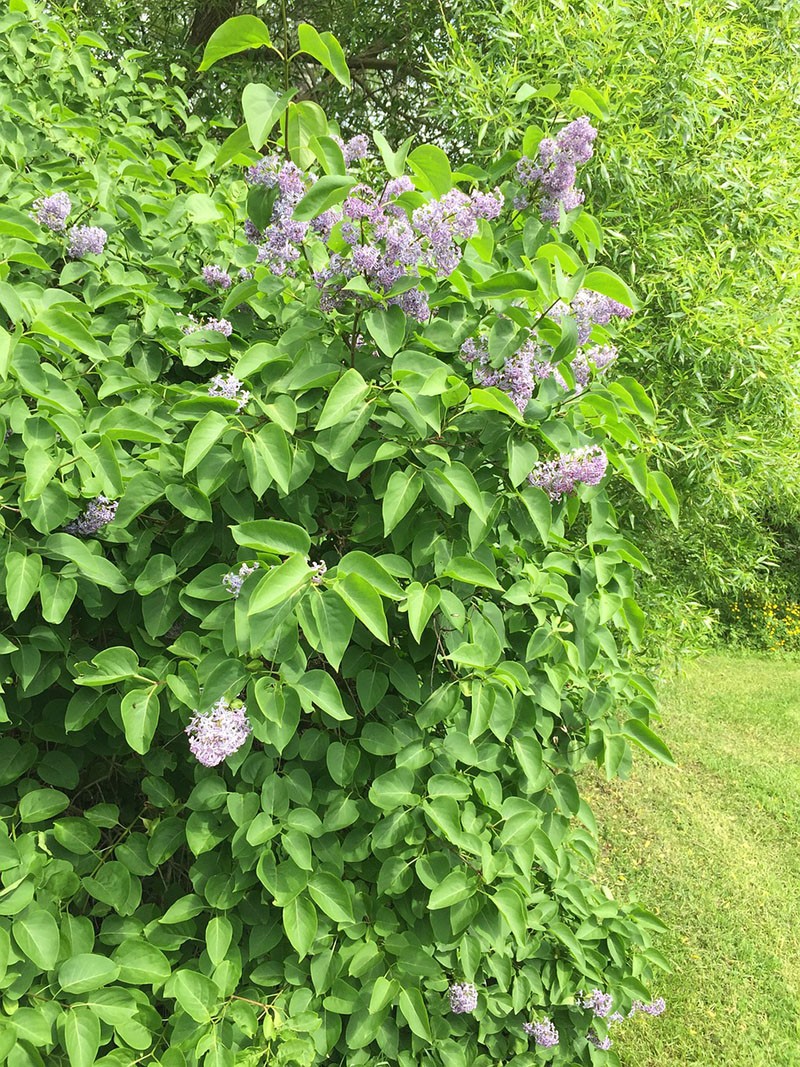 lilas dans le jardin