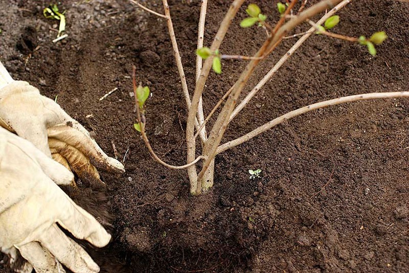 plantación inadecuada de una plántula