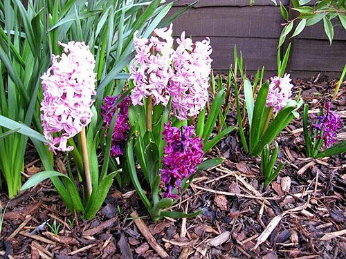 Jacinthes en fleurs dans le jardin