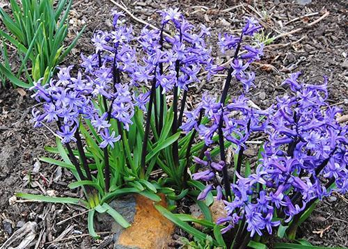 La jacinthe perd sa capacité à fleurir