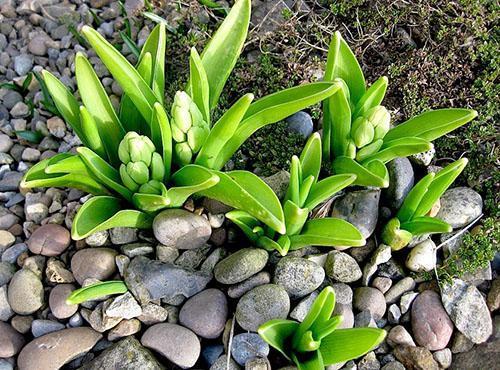 Les jacinthes fleurissent