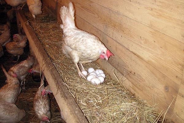 La gallina puso el huevo