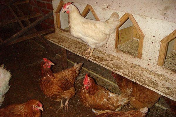 Nids bien agencés pour poules pondeuses