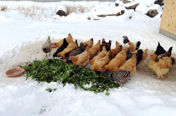 Dieta de las gallinas ponedoras en invierno.