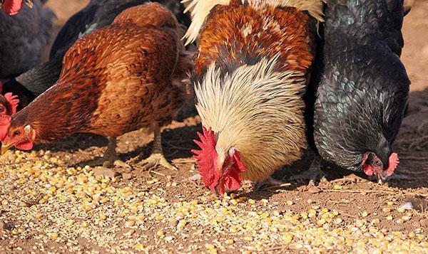 Les poulets devraient avoir des grains entiers dans leur alimentation.