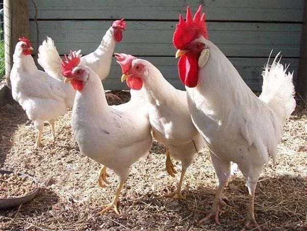 Raza de gallinas Leghorn con huevo