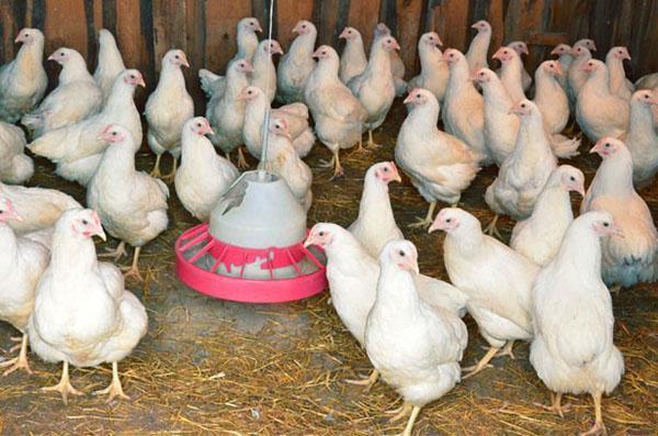 Para evitar que las gallinas picoteen los huevos, el gallinero se revisa todos los días.