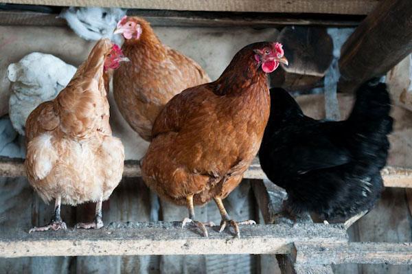 Des poules pondeuses dans un poulailler