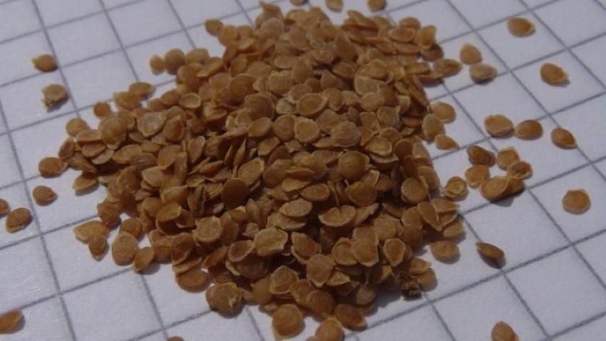graines de pomme de terre
