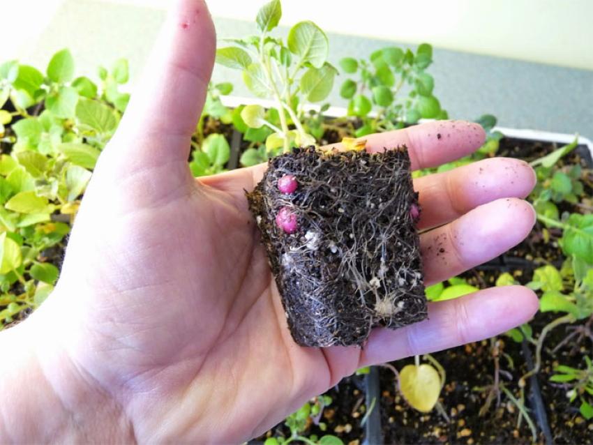 tubercules de pomme de terre