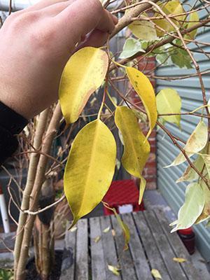 El follaje de Ficus se vuelve amarillo y se cae