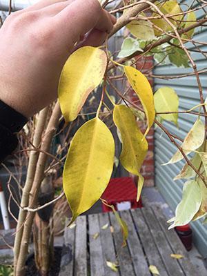 Le feuillage du ficus jaunit et tombe