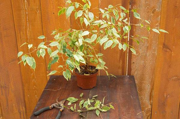 Les feuilles de ficus tombent lorsque les règles d'arrosage sont violées