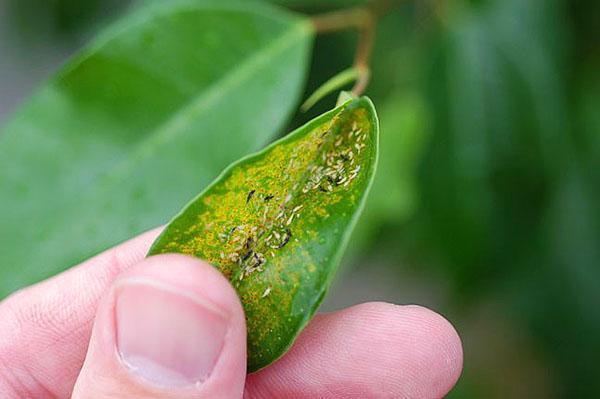 Les parasites qui se sont installés sur une plante peuvent également provoquer des maladies des plantes.
