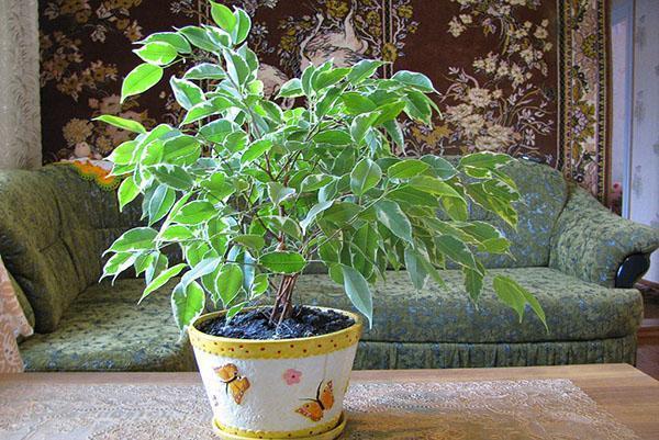 Ficus Benjamin à l'intérieur