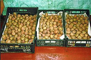Faire germer les pommes de terre avant la plantation