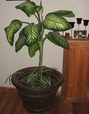 Dieffenbachia en la habitación