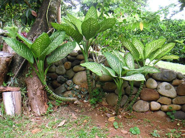 Dieffenbachia dans le jardin