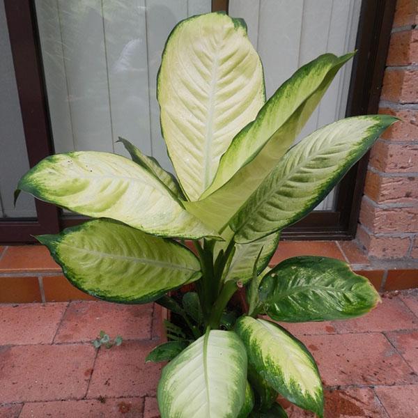 Se deben usar guantes al cuidar dieffenbachia