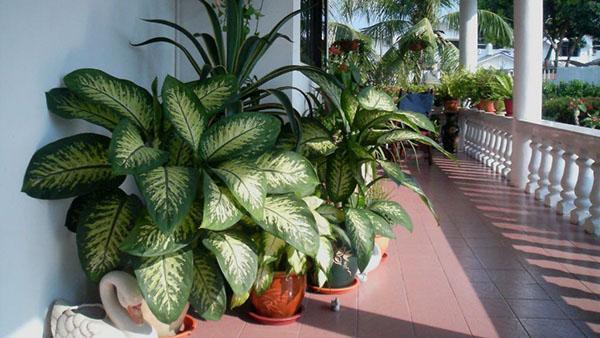 Dieffenbachia en terrasse