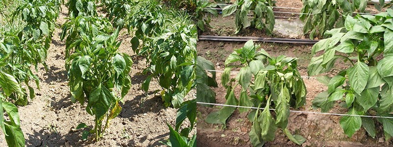 como ayudar a las plantas