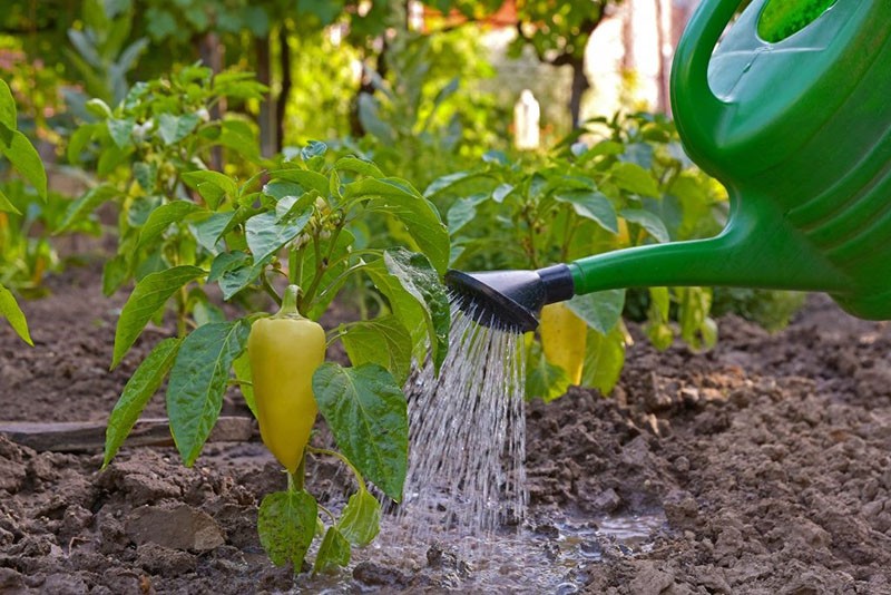 respect du régime d'irrigation