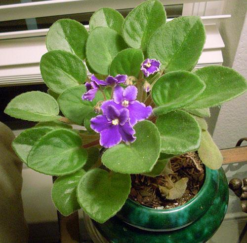 La violeta responderá a los cuidados adecuados con abundante floración.