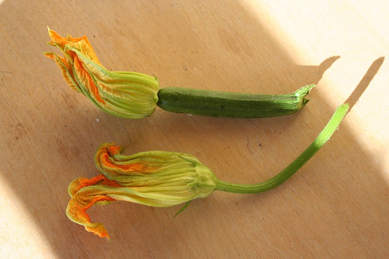 fleur mâle et femelle