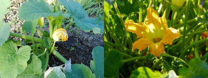 si es necesario quitar las flores estériles en el calabacín