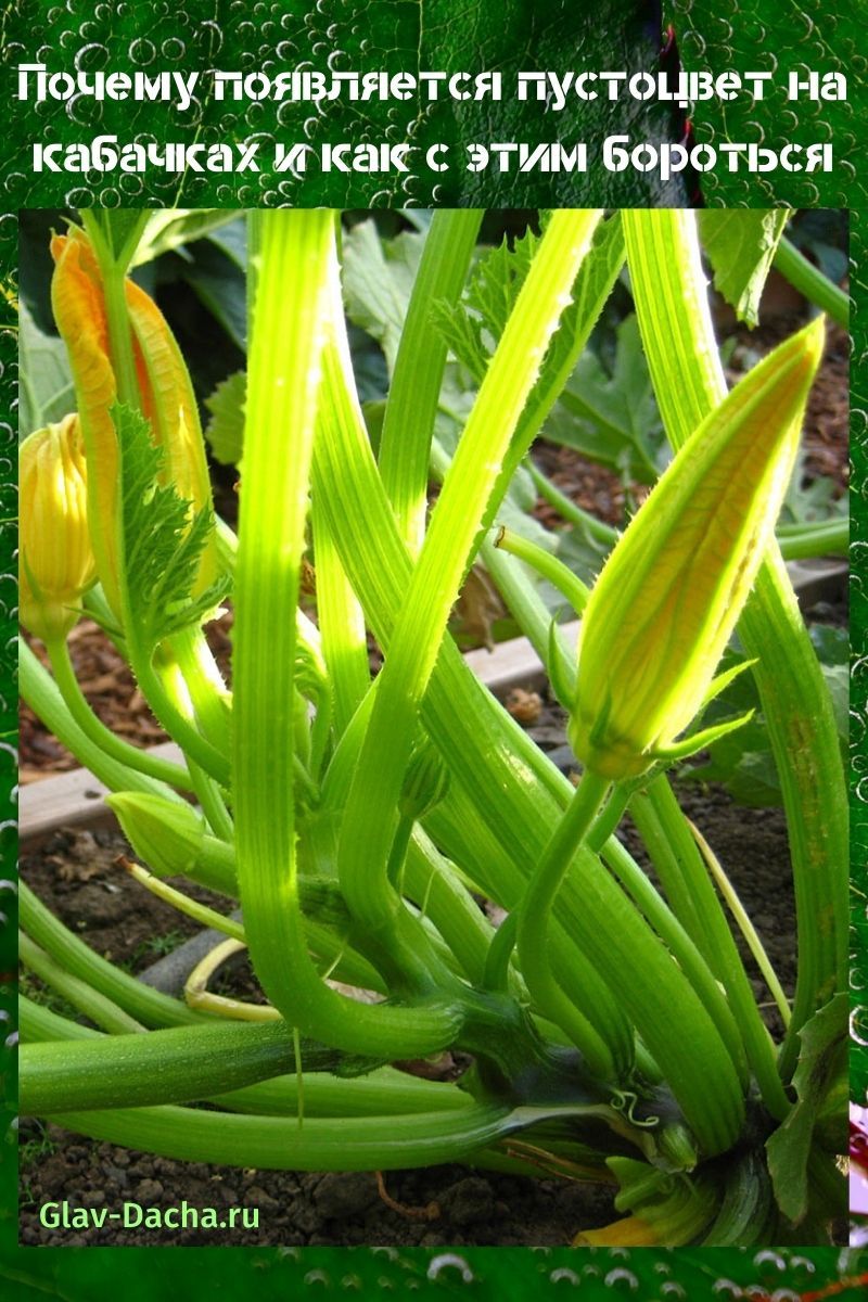 flor estéril en calabacín