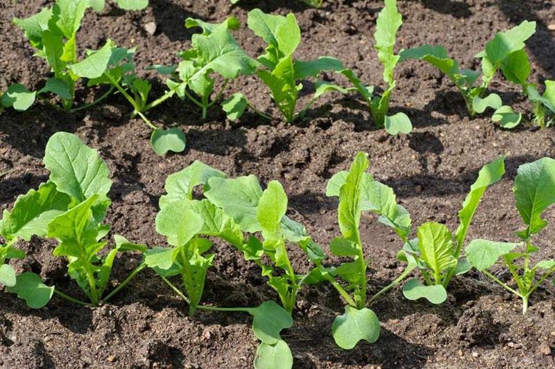éclaircir les radis dans le jardin