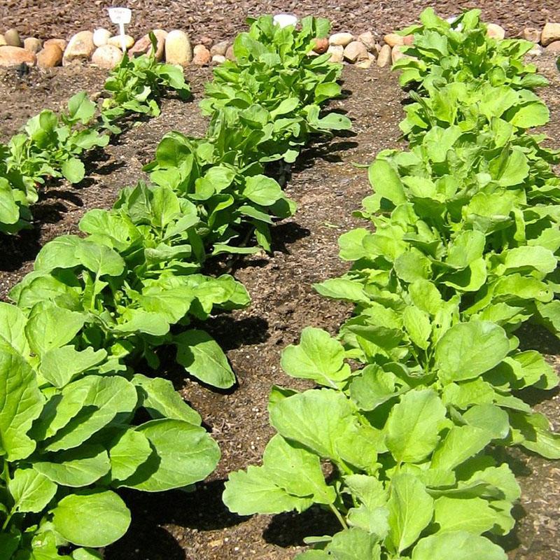 un lit de jardin dans un endroit ensoleillé