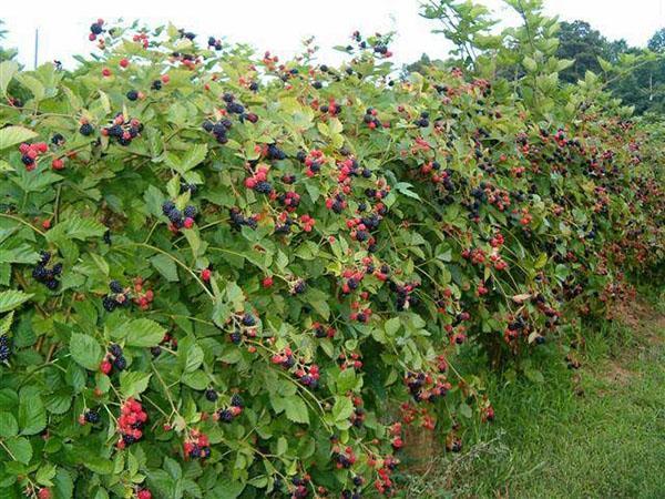 un parche de moras en un enrejado