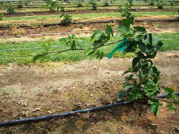 la formación de un arbusto de moras en un enrejado