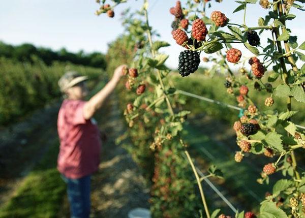 cosechando moras en un enrejado