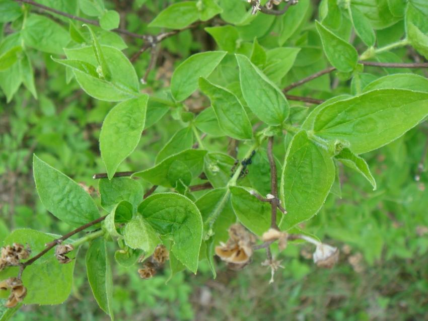 parasites sur le jasmin