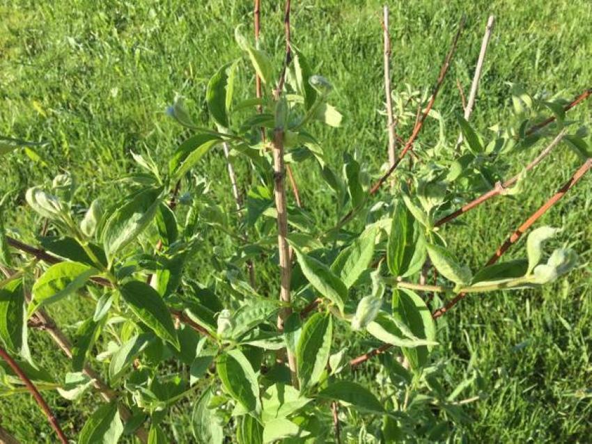 pourquoi les feuilles de jasmin s'enroulent-elles