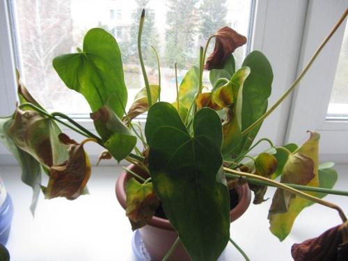 pourquoi l'anthurium sèche