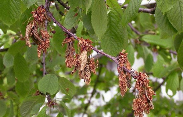 la cereza se seca después de la floración