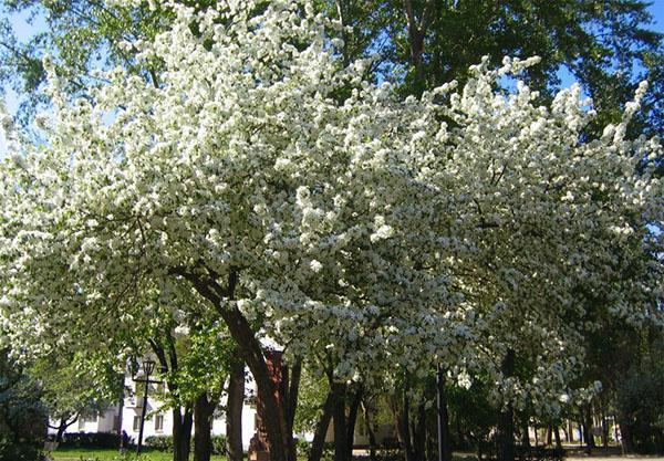 flores del huerto de cerezos