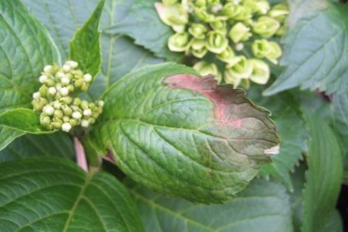 brûler sur l'hortensia