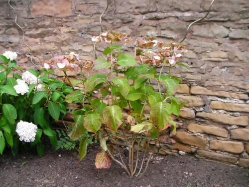 l'hortensia sèche sans arrosage